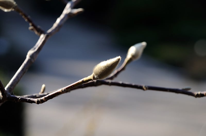 城市花园中木兰枝上的幼芽