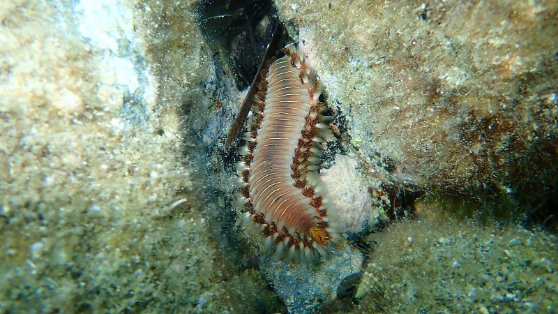 有胡须的火虫或绿色刚毛虫，绿色的火虫(Hermodice carunculata)海底特写镜头