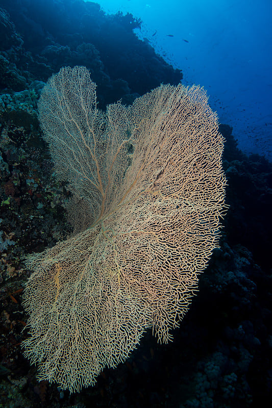 gorgonian coral in the red sea