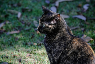 这种有鳞的猫有着黑色和橙色的皮毛，所以它也被称为乌龟猫。