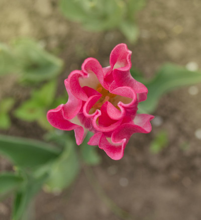 美丽的皇冠形状的郁金香花在花园里