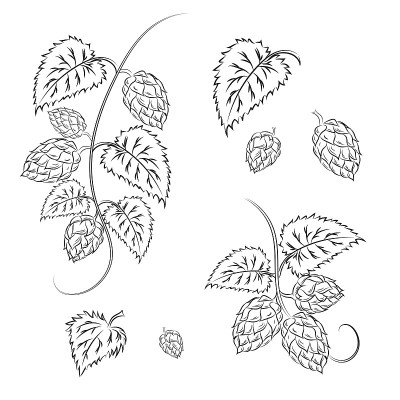 集:带有球果和叶子的啤酒花分枝，孤立