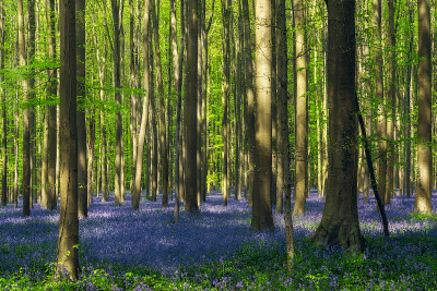 魔法蓝色森林。Hallerbos、比利时