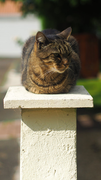 老虎猫在一个cloture