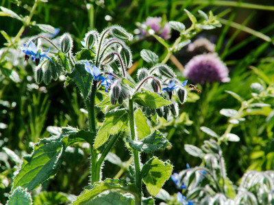 琉璃苣或starflower