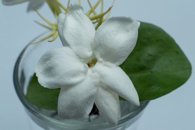 来自印度尼西亚的茉莉