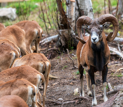 Mouflon (Ovis orientalis)特写照片
