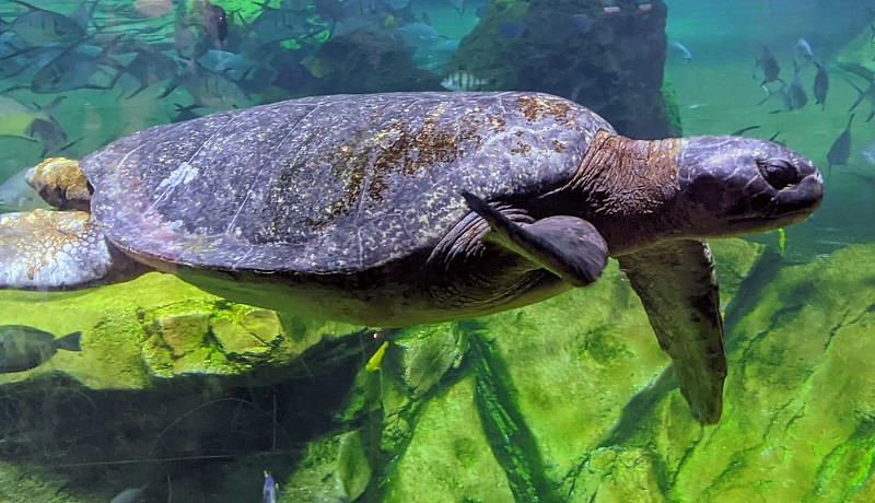 加勒比海海洋生物