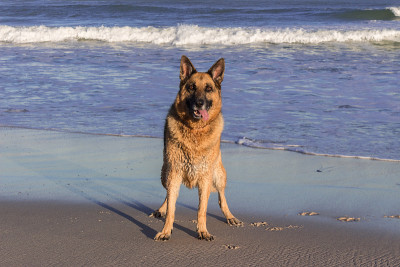 海滩上的德国牧羊犬