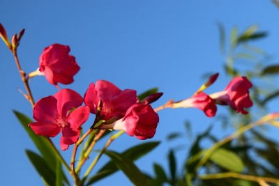 红色夹竹桃花靠近明亮的蓝色天空
