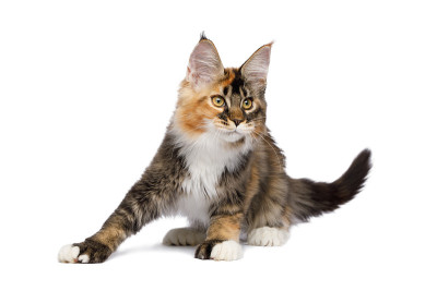 红色缅因猫孤立在白色背景