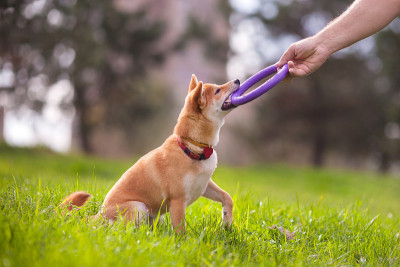 柴犬