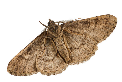 《环毯》(Cleora cinctaria)