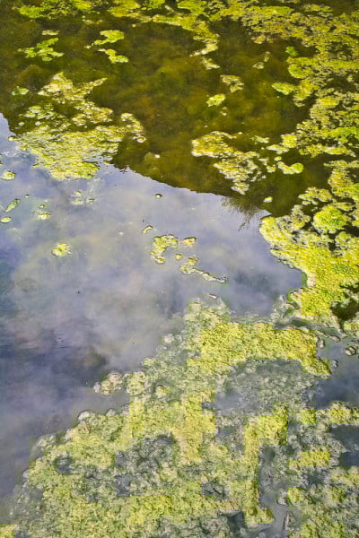 停滞的水背景与藻类出现在湖面上