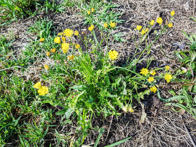光滑hawksbeard