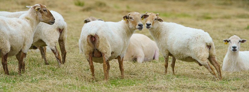 The herd of sheep
