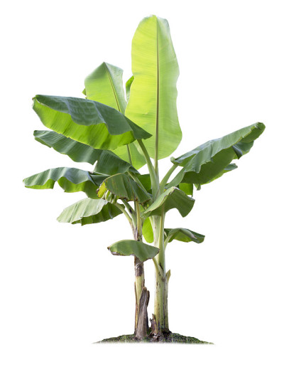 香蕉树孤立在白色背景