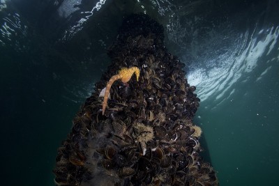 海马