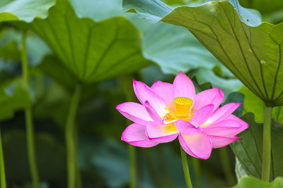 莲花