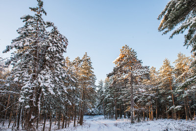 路上有雪