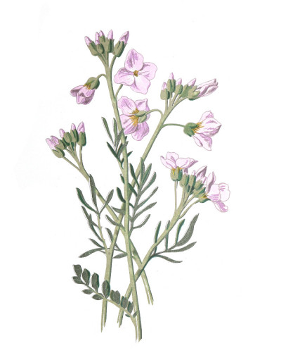 白花酢浆草的花。(碎米荠)女士工作服，苦水芹。仿古手绘花卉插画。古董花。野花插图。19世纪。