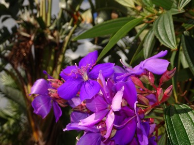 院子里开着热带紫色的花