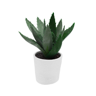 Decorative aloe century plant planted white cerami