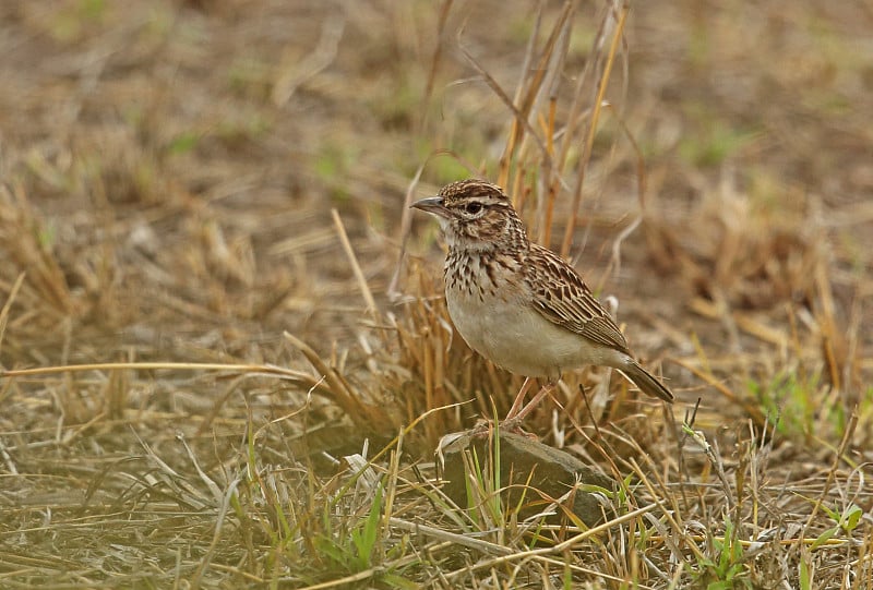 破坏Lark