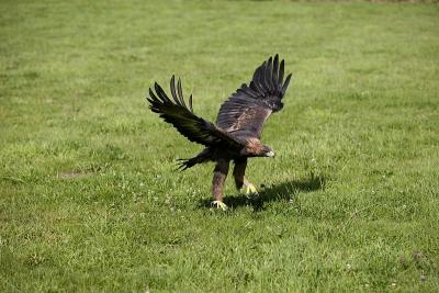 Golden Eagle, aquila chrysaetos, Adult in Flight, 