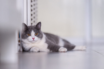 灰色英国短毛猫，室内