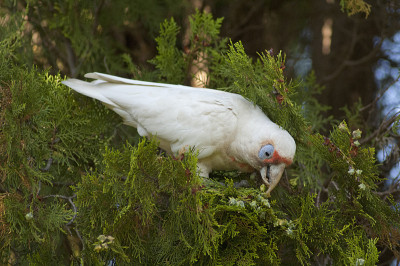 族Corella