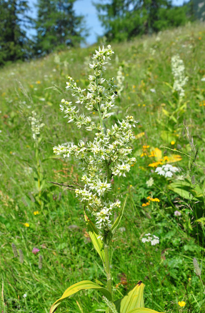 白色假helleborine (Veratrum album)