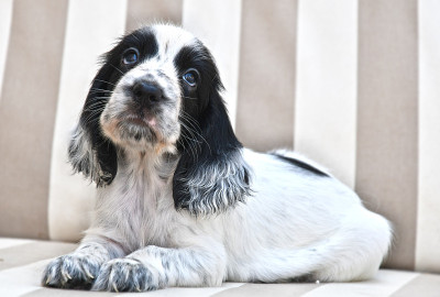 英国可卡犬小狗