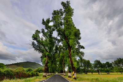 阿连特霍典型道路上的树木隧道。从马沃来的路真棒