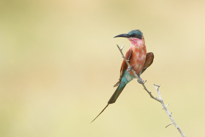南胭脂红蜂虎鱼(Merops nubicoides)，南非