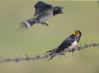 年幼的家燕(Hirundo rustica)栖息在带刺的铁丝网上等待喂食。