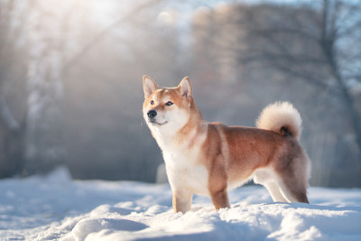 芝犬