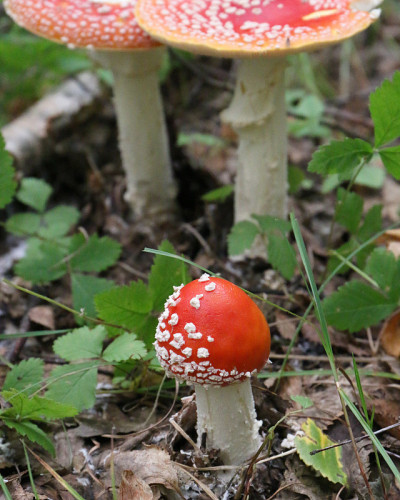 飞木耳(白毒伞)在森林地面上