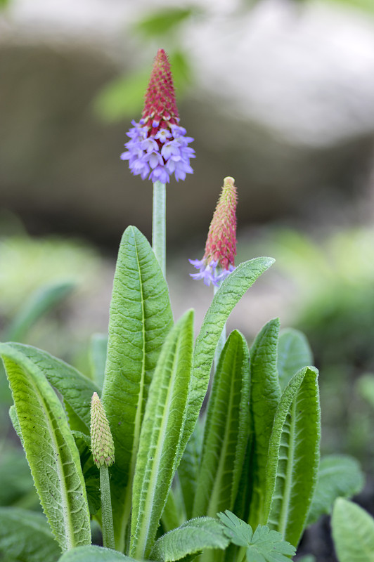 报春花观赏性开花植物，花红粉红色，花蕾上茎，春花