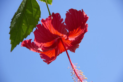 芙蓉