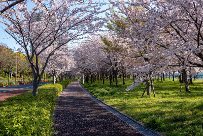 日本的樱花