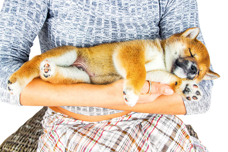 可爱的小狗品种日本柴犬