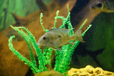 水族馆里的慈鲷鱼
