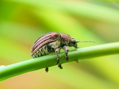 象鼻虫