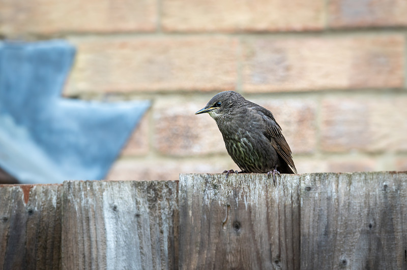 幼年椋鸟，普通sturnus vulgaris，需要食物