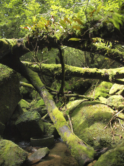 森林屋久/鹿儿岛,日本