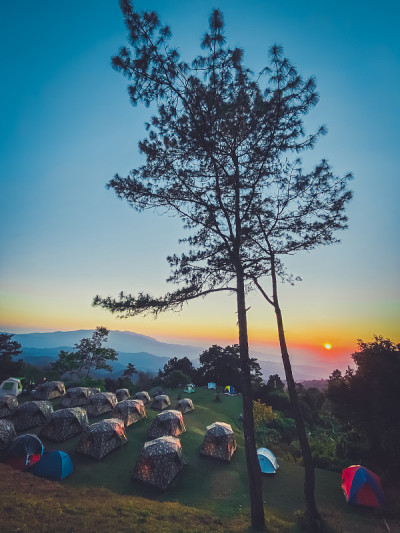 松树