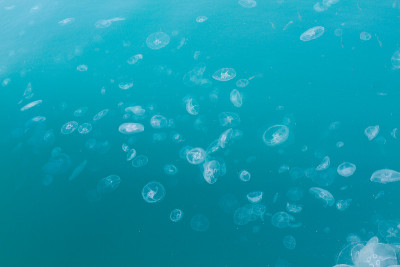 蓝色海水中的水母