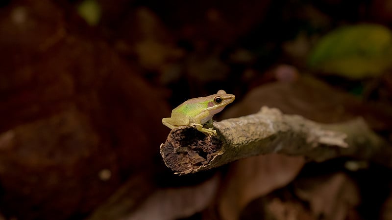 夜晚，一只东南亚白唇蛙，马来亚白唇蛙(Chalcorana或Chalcorana libialis)