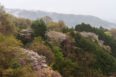 樱花散布在森林里